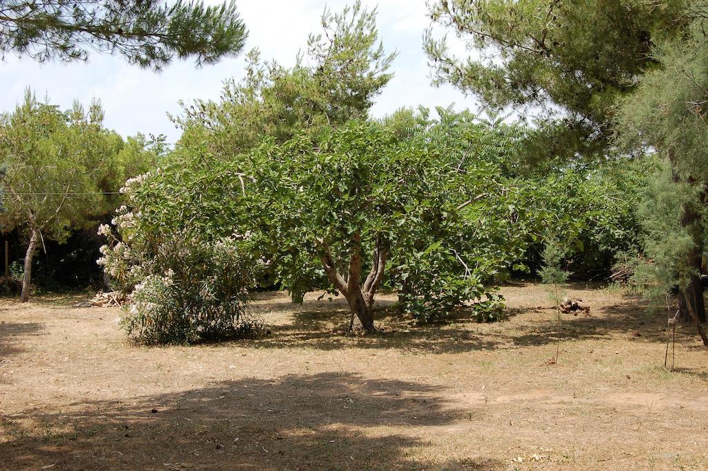 Villa Boschetto B&B - Apartments Maruggio Eksteriør bilde